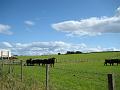 IMG_0964