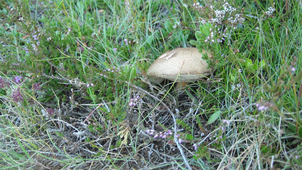 IMG_1409.JPG - Es gibt auch Pilze in Island